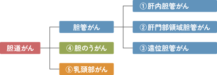 胆道がんは3つに大きく分類される