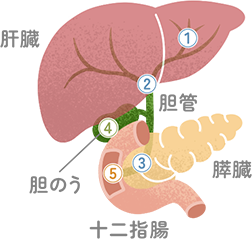 がんができる場所